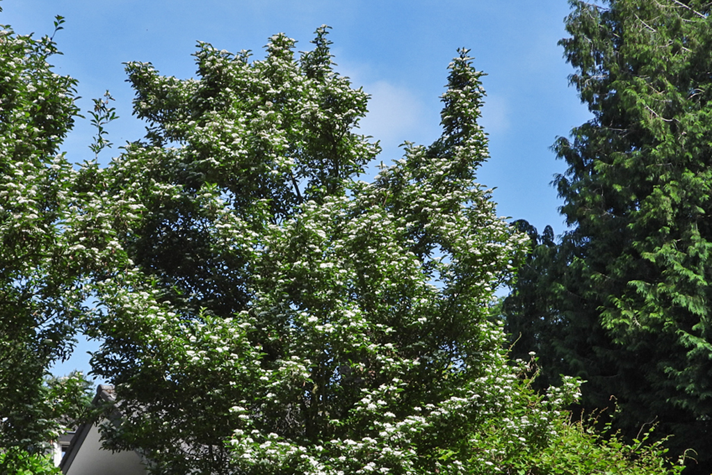 Crataegus lavallei Bomen Trees